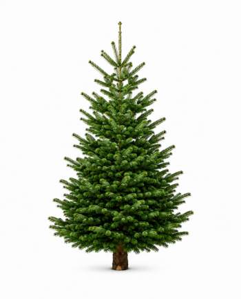 Weihnachtsbaum “Prinzessin of the City! extra schmal” (225/250 vom Erzeuger aus Österreich