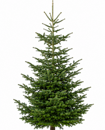 Weihnachtsbaum "SauBazi" 310-350 cm vom Erzeuger PEFC zertifiziert
