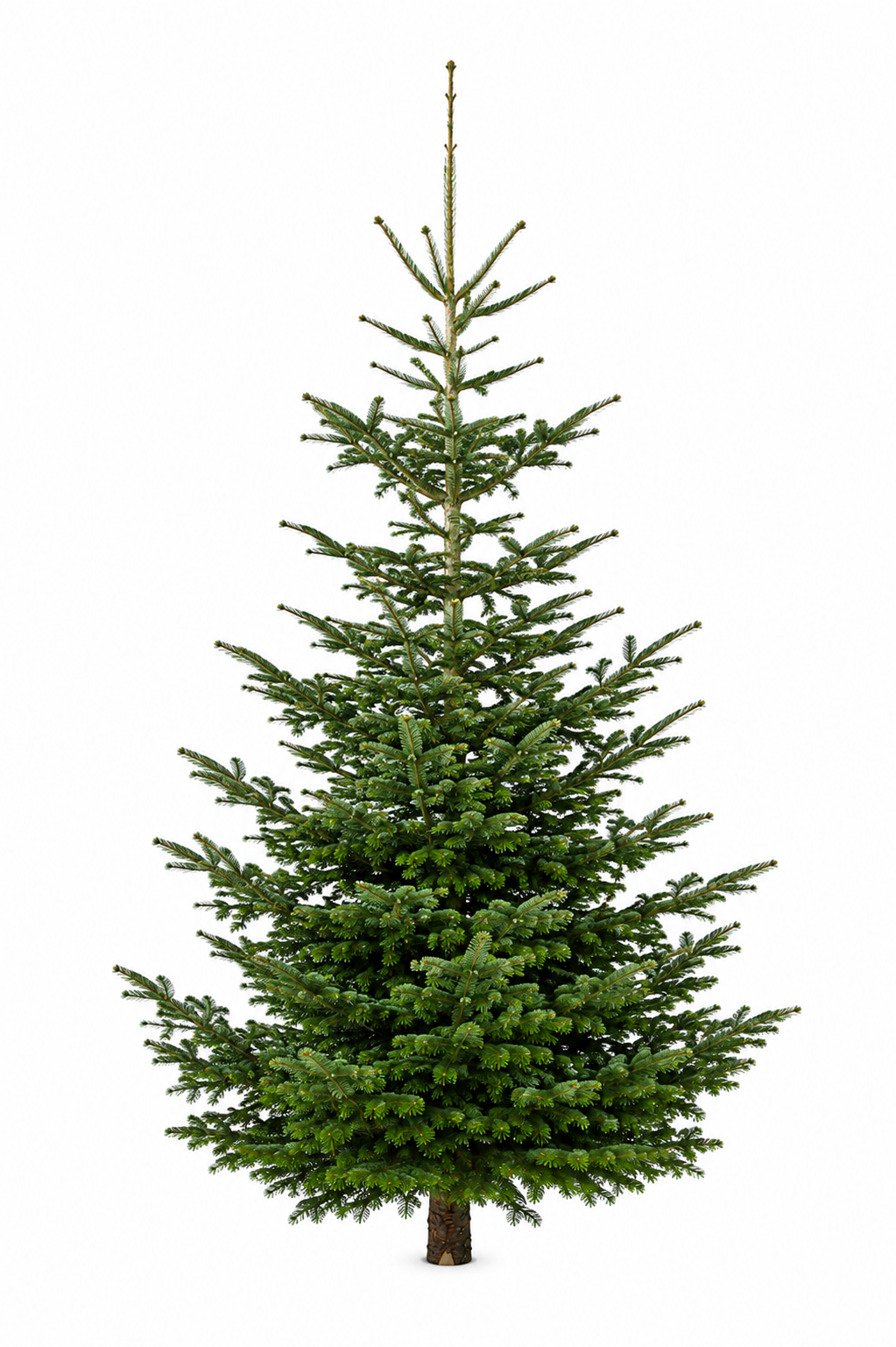 Weihnachtsbaum "SauBazi" 310-350 cm vom Erzeuger PEFC zertifiziert