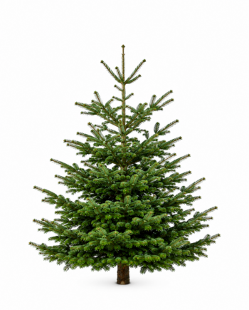 Weihnachtsbaum "Bazi" 180-200 cm