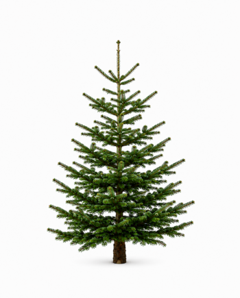 Weihnachtsbaum “Topseller” 175 -200 cm