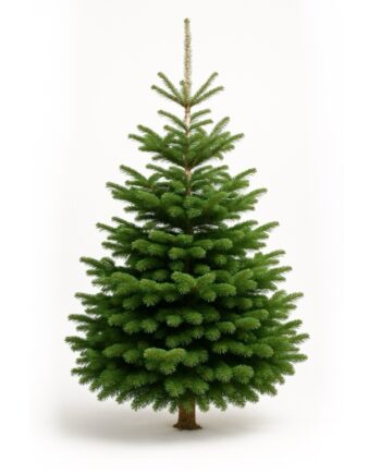 Weihnachtsbaum “Topseller” 175 -225 cm