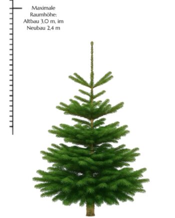 Weihnachtsbaum "Bazi" 180-220 cm