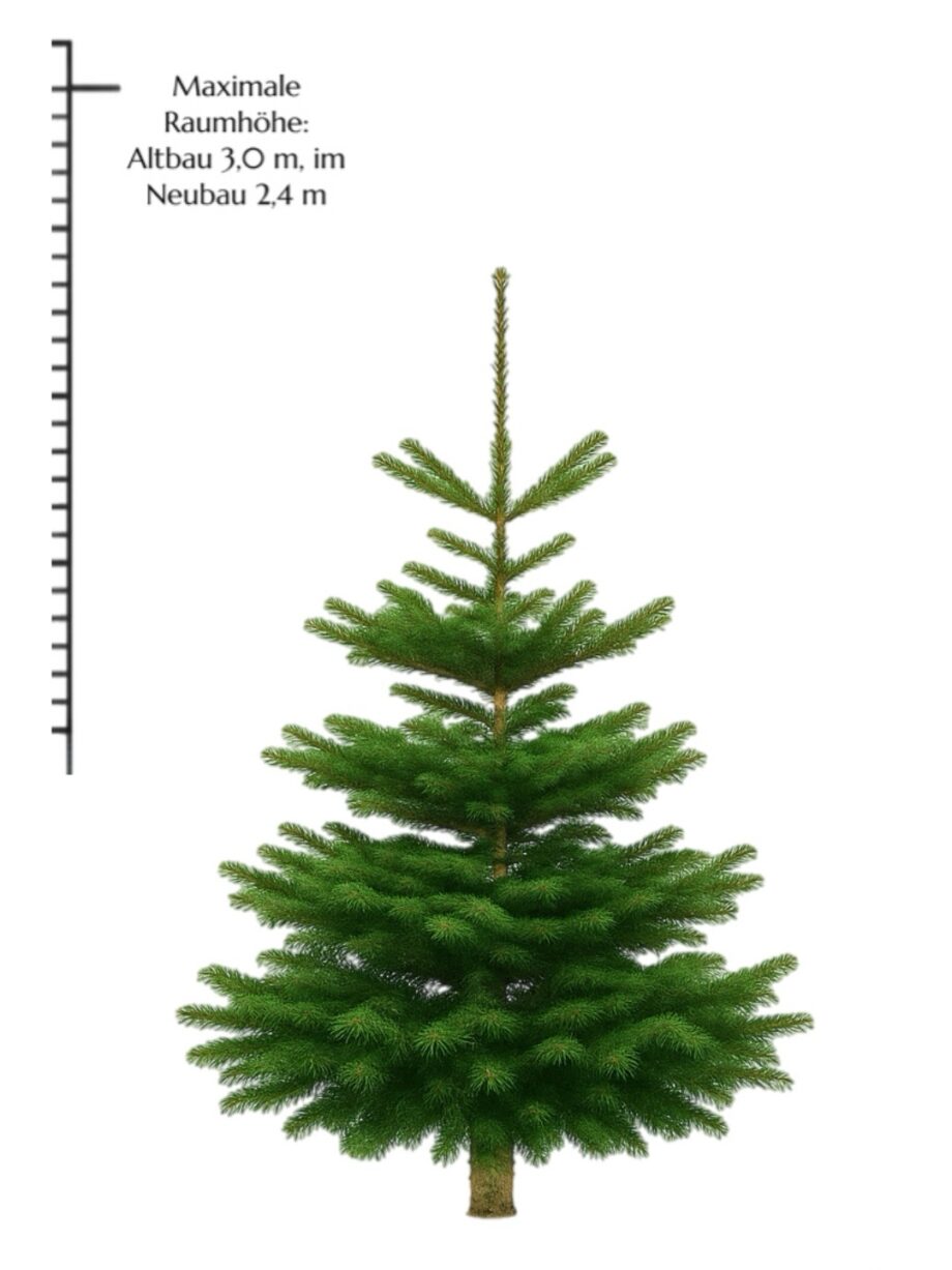Weihnachtsbaum "Bazi" 180-220 cm