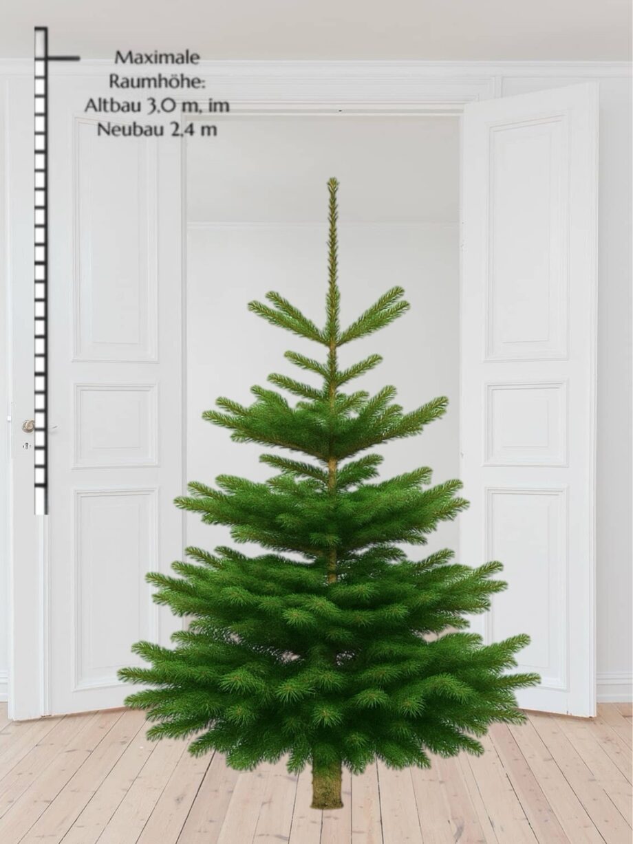 Weihnachtsbaum "Bazi" 180-220 cm – Bild 2