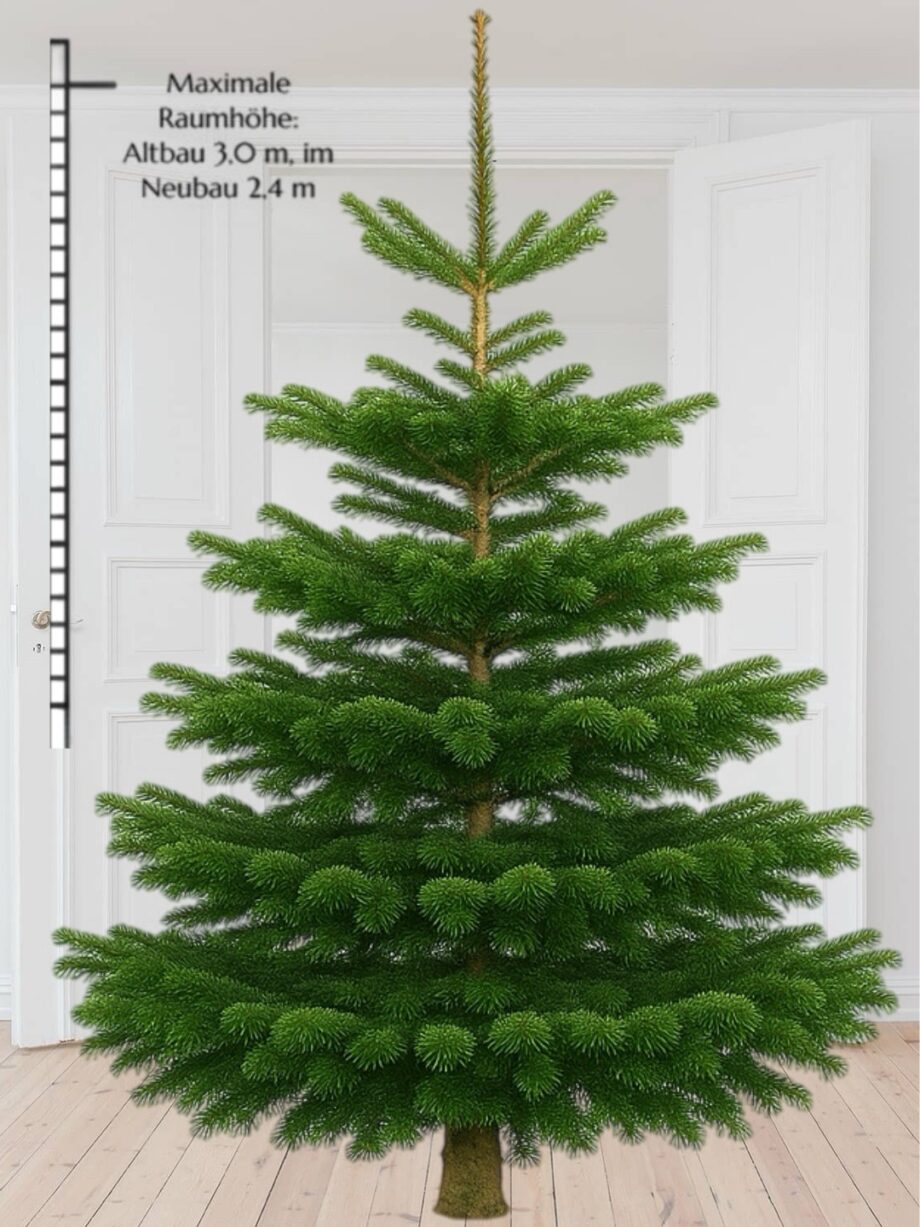 Weihnachtsbaum "BigBazi" 260-300 cm vom Erzeuger PEFC zertifiziert – Bild 2