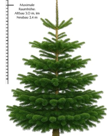 Weihnachtsbaum "BigBazi" 260-300 cm vom Erzeuger PEFC zertifiziert