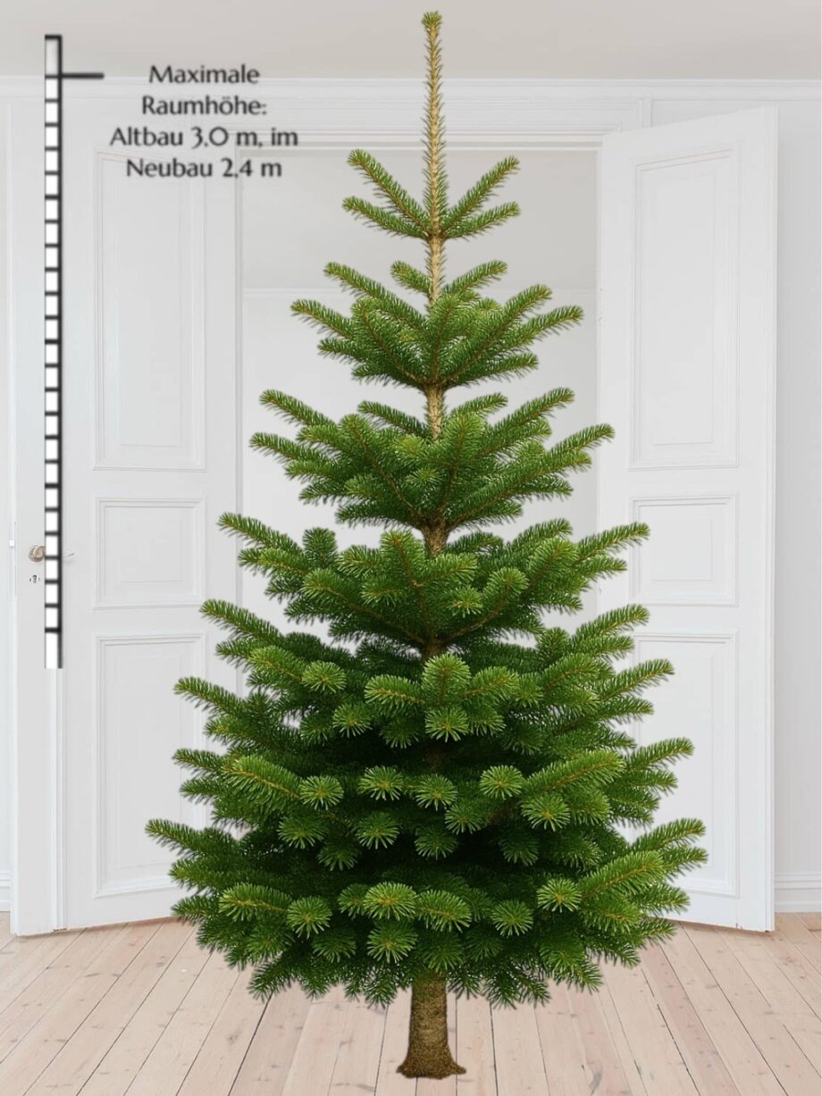 Weihnachtsbaum "Urbayer" 2,2-2,4m – Bild 2