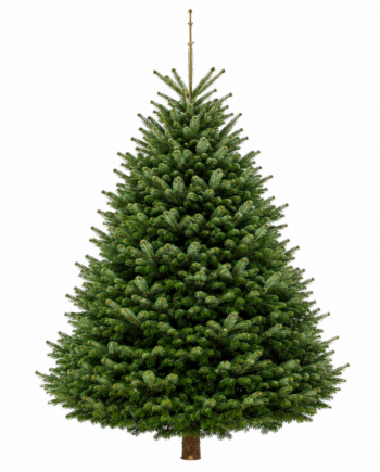 Weihnachtsbaum "Ludwig" 225-250 cm vom Erzeuger PEFC zertifiziert