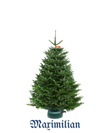 bis Modell Christbaumständer – für cm START 200 Star-Max 1 Bäume ChristbaumBazi