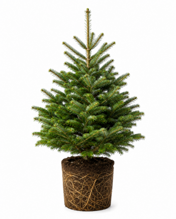 Christbaum "Lebensbaum" (125-150 cm) Premium Qualität