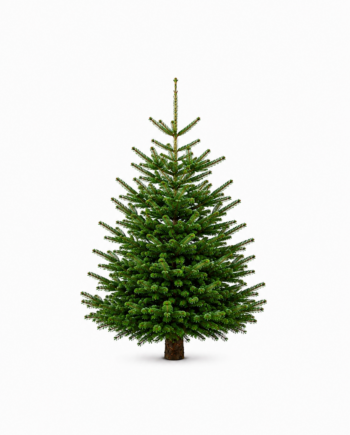 Weihnachtsbaum "Sissi" 175-200 cm aus dem österreichischen Familienbetrieb Fischer Christrees
