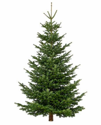 Weihnachtsbaum „Königin des Waldes“ 350-400 cm vom  Erzeuger PEFC zertifiziert