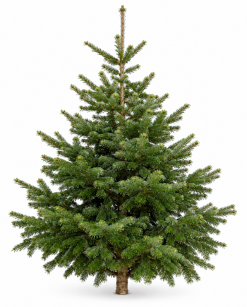 MINI BAZI – Nordmanntanne 125–150 cm | Kleiner Weihnachtsbaum, große Freude